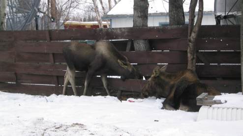 Mother and young moose