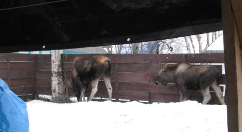 Mother and young moose getting ready to leave again