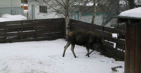 Mother moose eating my trees
