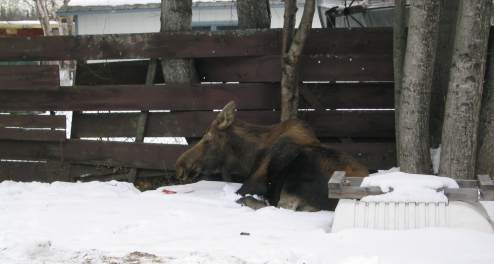 Mother moose resting on ground