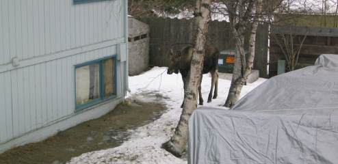 Mother moose leaving my back yard