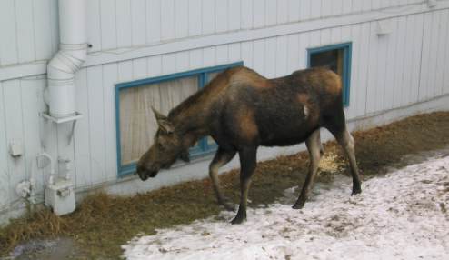 Mother moose walking by back office window