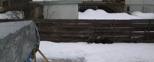 Young moose sleeping in my yard