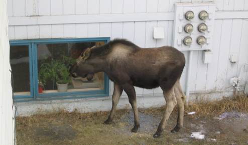 Young moose looking in office window